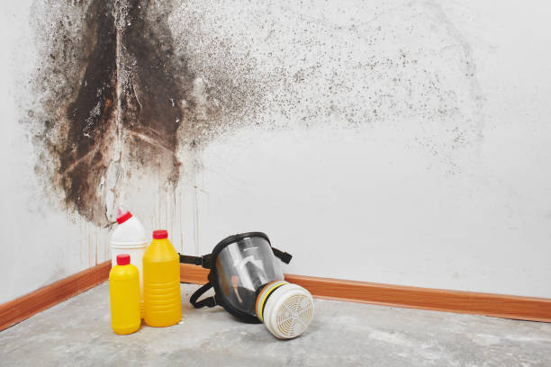 Best White Mold Remediation in Hemphill, TX