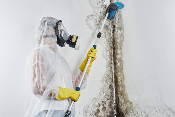 Best Mold Remediation for Schools in Hemphill, TX