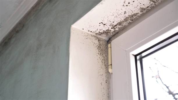 Best HVAC Mold Remediation in Hemphill, TX