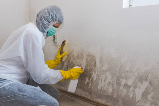 Best Preventive Mold Services in Hemphill, TX