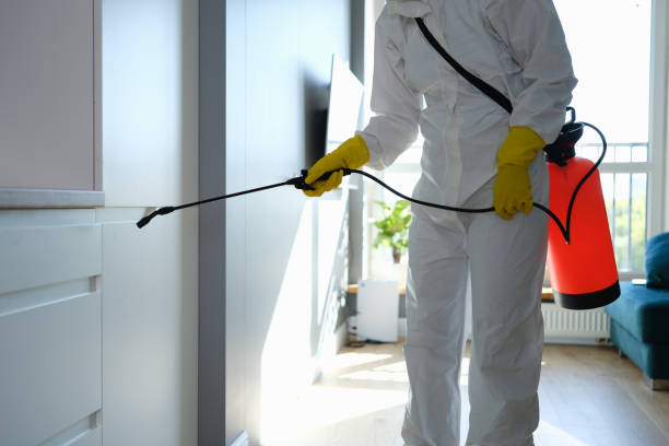 Best Crawl Space Mold Remediation in Hemphill, TX