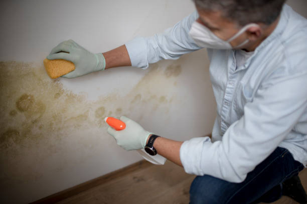 Hemphill, TX Mold Remediation Company