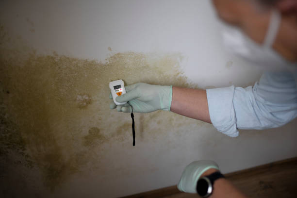 Best Residential Mold Remediation in Hemphill, TX