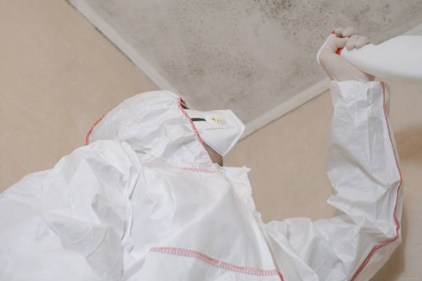 Best Mold Testing and Inspection Services in Hemphill, TX