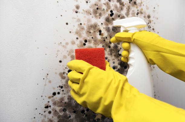 Best Basement Mold Remediation in Hemphill, TX