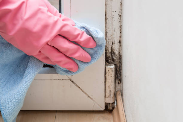Best Black Mold Remediation in Hemphill, TX