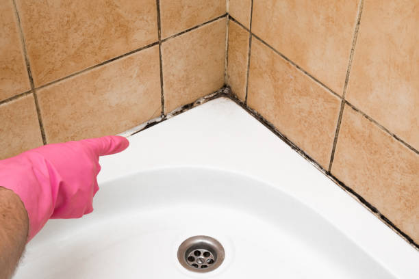Best DIY Mold Remediation Support Services in Hemphill, TX